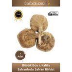 Premium Seri Dikime Hazır Yerli Üretim Büyük Boy 1. Kalite Safranbolu Safran Bitkisi Soğanı 1 Adet Tohum Ekim Saksı Yerli 8690377800052