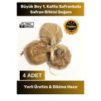 Premium Seri Dikime Hazır Yerli Üretim Büyük Boy 1. Kalite Safranbolu Safran Bitkisi Soğanı 4 Adet 00052-4 Crocus Sativus Tohum