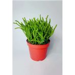 Prenses Çami büyük boy Crassula Muscosa 12 cm saksıda