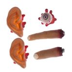 PRETYZOOM 1 Takım Cadılar Bayramı Organ Sahne Kırık Kanlı Organlar Kırık Vücut Parçaları Perili Ev Partisi Sahne Taklit Gerçek Kulak Ekran Ürünleri Emülsiyon Yanlış Kulaklar Insan Vücudu