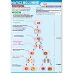 Prime Concept Mayoz Bölünme Afişi (Vinil) 70X100 cm - tek ebat