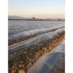 Procover / Şeffaf Malç Naylonu / Uzunluk 500 Metre / Genişlik 120 cm / Mini Tünel Sera /don Kırağı Örtüsü - 500 METRE X 120 CM