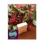 ProHerbal 100 gr Sandal Ağacı Sabunu