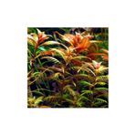 Proserpinaca Palustris Saksı Canlı Bitki TR-P300