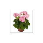 Pudra Pembe Sardunya Çiçeği Fidanı 10-20 Cm
