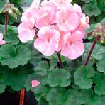 Pudra Pembe Sardunya Çiçeği Fidesi 10-20 cm