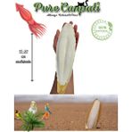 Purecanpati Xl Kalamar Kemiği(Iri Boy 15-20 cm Aralığında)