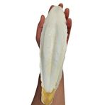 PureCanpati XL Kalamar Kemiği(İri Boy 15-25 cm aralığında)
