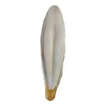 PureCanpati XXL Kalamar Kemiği(İri Boy 20-25 cm aralığında)