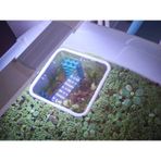 Pureysma Akvaryum Balık Besleme Halkası - 15x15 Cm Yüzen Kare Yemleme Alan