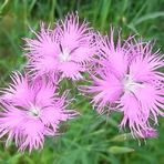 Püsküllü Pembe Dianthus Çiçeği Tohumu(50 adet)