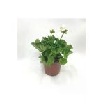 Puslu Beyaz Sardunya Çiçeği Fidanı 10-20 Cm