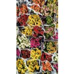 QUEEEN 3 Adet Canlı Mini Kalanşo Çiçeği (KALANCHOE) Renk Seçilebilir