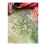 Rakoon Atelier TK1 Şeffaf Lotus Çiçeği Mandal Toka