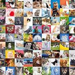Ravensburger 1500 Parça Puzzle 99 Kedi