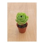 Ravza Çiçekçilik Aeonium Arboreum ( 5,5 Cm )