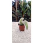 Ravza Çiçekçilik Cleistocactus Winteri ( Maymun Kuyruğu Kaktüs ) (5.5 Cm Saksıda ) Özel Tür Çiçek Açan Kaktüs