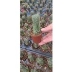 Ravza Çiçekçilik Crassula Buddha's Temple ( 5.5 Cm Saksıda Dolgun Ve Formlu ) ( Çiçek Açan Cins Sukulent )