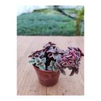 Ravza Çiçekçilik Crassula Pellucida Marginalis Sukulent ( 5.5 Cm Saksıda ) Kırmızı Yapraklı