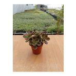 Ravza Çiçekçilik Echeveria Melaco ( 5,5 Cm Saksıda)