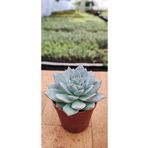 Ravza Çiçekçilik Echeveria Peacockii ( Minik Mavi Yapraklı ) ( 5.5 Cm Saksıda )