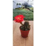 Ravza Çiçekçilik Echinopsis Big Bertha Kaktüs ( 5.5 Saksıda ) Çiçek Açan Ithal Cins Kaktüs