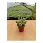Ravza Çiçekçilik Echinopsis Chamaecereus ( Yılan Kaktüs ) ( 5,5 Cm )
