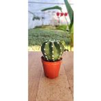 Ravza Çiçekçilik Echinopsis Subdenudata ( 5.5 Cm Saksıda Kaktüs ) Beyaz Çiçek Açan Kaktüs