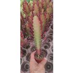 Ravza Çiçekçilik Euphorbia Ingens ( Kırmızı Süt Kaktüs ) ( ( 5.5 Cm Saksıda ) Boy 25 Cm Dolgun Ve Formlu