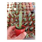 Ravza Çiçekçilik Euphorbia Resinifera Dört Köşeli Özel Kaktüs ? 5. 5Cm Saksıda Özel Tür