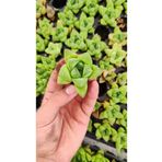 Ravza Çiçekçilik Haworthia Cymbiformis ( Optusa ) Fidesi