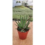 Ravza Çiçekçilik Haworthia Fasciata Alba ( Zebra ) ( 5.5. Cm Saksıda )