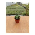 Ravza Çiçekçilik Haworthia Retusa ( 5,5 Cm )