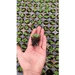 Ravza Çiçekçilik Haworthia Retusa Fidesi