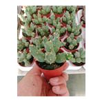 Ravza Çiçekçilik Opuntia Canterae 5. 5 Cm Saksıda Dolgun Ve Formlu Kaktüs ?
