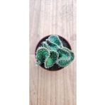 Ravza Çiçekçilik Opuntia Cristata Cactus ( Nadir Tür Beyin Kaktüs ) 5,5 Cm Saksıda Dolgun Ve Formlu
