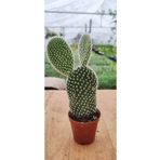Ravza Çiçekçilik Opuntia Microdasys Albata (5.5 Cm Saksıda) Beyaz Tavşan Kulağı Tüylü Sukulent