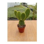 Ravza Çiçekçilik Opuntia Microdays ( Tavşan Kulağı ) ( 5,5 Cm Saksıda )