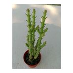 Ravza Çiçekçilik Opuntia Salmiana 5. 5 Cm Saksıda Çok Güzel Çiçek Açan Kaktüs