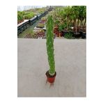 Ravza Çiçekçilik Oskaryum Opuntia( 5.5 Cm Saksıda ) Tek Dal