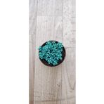 Ravza Çiçekçilik Sedum Dasyphyllum ( 5.5 Cm Saksıda Tüylü Damkoruğu ) ( Güneşte Pembeleşen Cins Sukulent )
