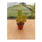 Ravza Çiçekçilik Sedum Jelly Bean Plant ( 5,5 Cm Sakıda )