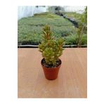 Ravza Çiçekçilik Sedum Joyce Tulloch ( 5,5 Cm Saksıda )