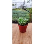 Ravza Çiçekçilik Sedum Multiceps ( 5.5 Cm Saksıda ) Dolgun Ve Formlu