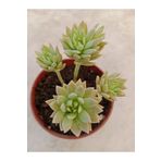 Ravza Çiçekçilik Sedum Multiceps ( 8 Cm Saksıda ) Ev, Salon Ve Iç Mekan Sukulent