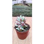 Ravza Çiçekçilik Sedum Rubrotinctum 'aurora' ( 5,5 Cm Saksıda Pembe Sedum ) Dolgun Ve Formlu
