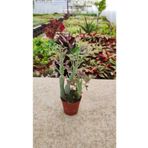 Ravza Çiçekçilik Senecio Articulatus Sukulent ( Turşu Bitkisi Sukulent 5,5 Cm Saksıda )