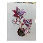 Ravza Çiçekçilik Telgraf Çiçeği Alacalı. 5.5 Cm Saksıda