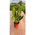 Ravza Çiçekçilik Thebestonline Opuntia Monacantha Brazilian Kaktüs(5.5 CM SAKSIDA)
