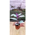 Ravza Çiçekçilik Trzykrotka Tradescantia Nanouk ( Pempe Telgraf Çiçeği ) 5.5 Cm Saksıda Dolgun Ve Formlu
